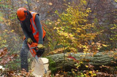 Commercial Tree Removal Barrie