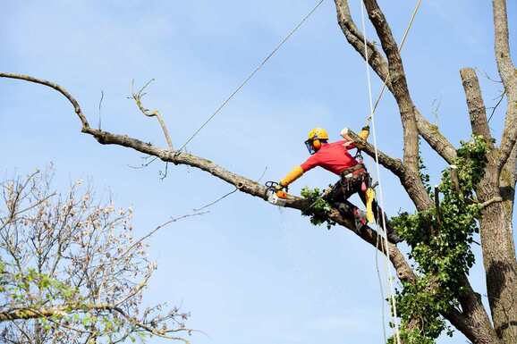 Tree Removal - Tree Inspection - Little Chute, WI - Appleton WI