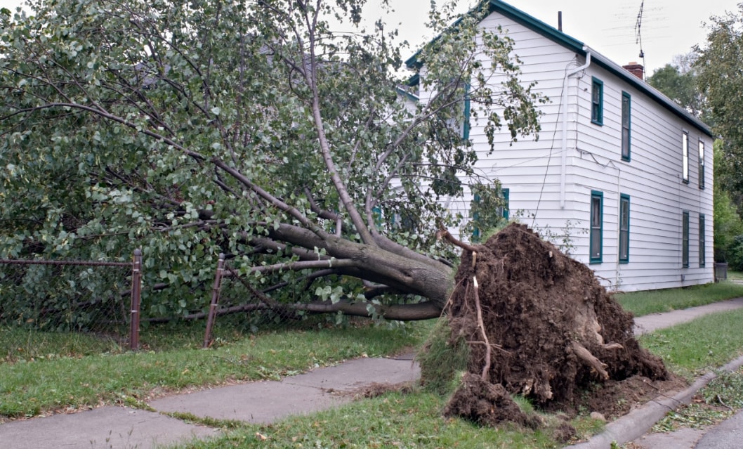Emergency Tree Removal Barrie